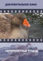 Неперелетные птицы