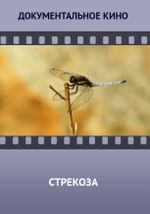 Стрекоза