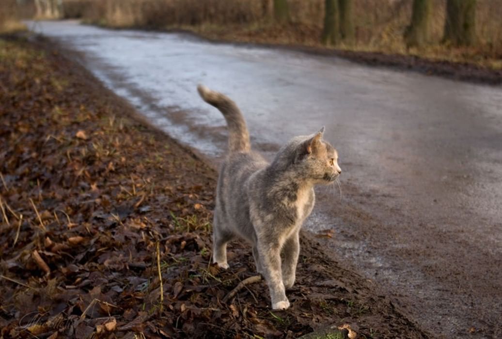 Шагающий кот. Котик бежит. Кот убегает. Кошка идет. Кот бежит по дороге.