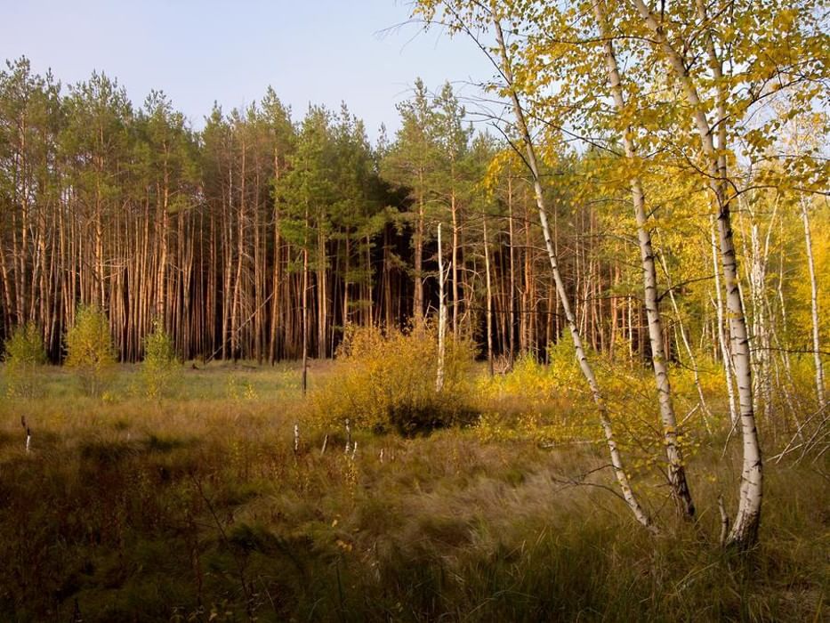 Народный лес. Фащевский лес. Место в лесу свободное от деревьев. Лес Свободный. Ржавинский лес.